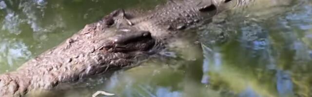 Аустралија: због поплава и крокодила евакуација хиљада људи