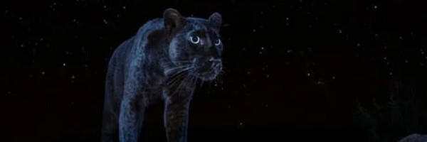 Prve fotografije retkog crnog pantera