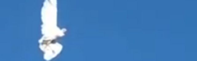 Meštani pretrnuli, beli golub nepomičan u vazduhu, to znači samo jedno (VIDEO)