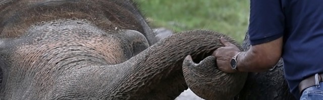 Razrešeno misteriozno uginuće slonova u Bocvani
