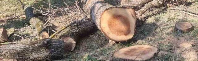 Ilegalna seča šuma je dugogodišnji problem: Hiljade stabala bude posečeno bez dozvole