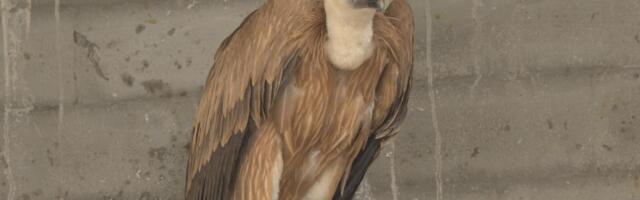 NAŠA RAJKA STIGLA DO EGIPTA! Od polaska sa rodnog Uvca preletela pola sveta, neverovatna priča beloglavog supa iz Srbije (FOTO)