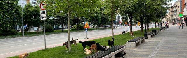 Otrovani napušteni psi u Leskovcu, gde je nestala humanost?