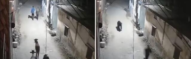 Ne bismo im bili u koži: Umesto da slave Novu godinu, bežali od medveda, a sa njima bile i krave