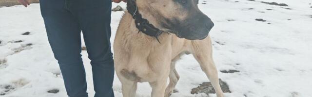 Poznato kako je Ajaz, pas heroj koji je na Pešteru ubio krvoločnu zver i zaštitio svoje stado