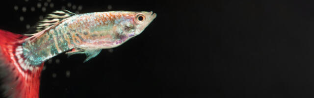 Riba-robot, u borbi sa mikroplastikom: Plovi po morima i skuplja otpadni materijal