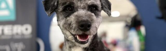 Bruno sa Banovog brda traži dom: Zdrava, vaspitana šatirana "fejk pudla" obožava ljude i životinje