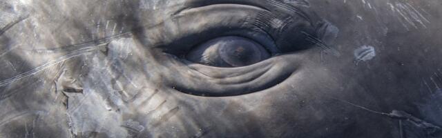 Komunikacija kitova ulješura ima sličnosti sa obrascima ljudskog govora