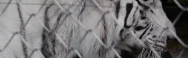 ČUVAR BEOGRADSKOG ZOO VRTA JEDVA SPASAO ŽIVU GLAVU! Napao ga bengalski tigar, ČUVENI TOMEK!