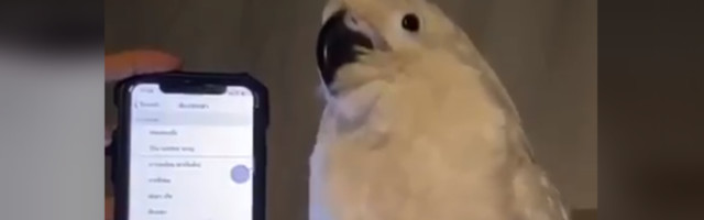 Хит на интернету: Плес папагаја какав до сада нисте видели /видео/