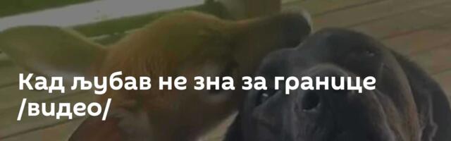 Кад љубав не зна за границе /видео/