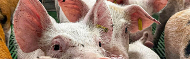 ЕУ стручњаци стигли у Барселону због ширења афричке свињске куге