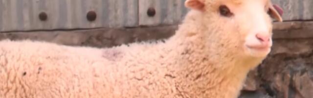 Прва година живота прве генетски модификоване овце у Индији