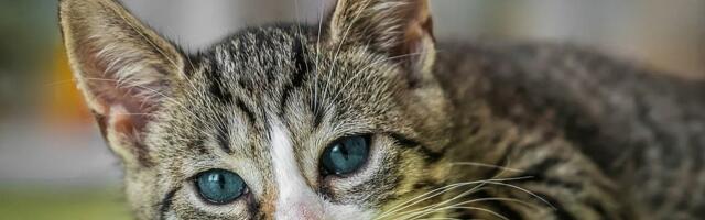Veterinarke otkrivaju da li mačka brzo zaboravlja vlasnika