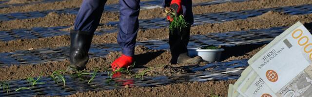 Najisplativije kulture u Srbiji: Ovo vam može doneti do 4,5 miliona dinara po hektaru