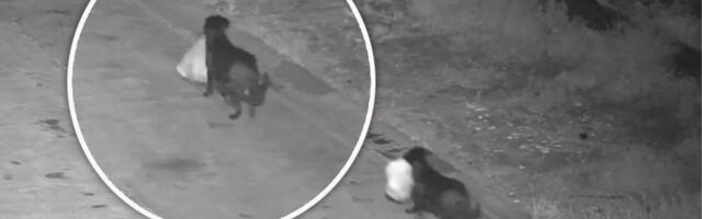 JE L' MOGUĆE?! Čovek dresirao psa da BACA SMEĆE pored puta - odmah je kažnjen: Ljudi gledaju snimak i krste se