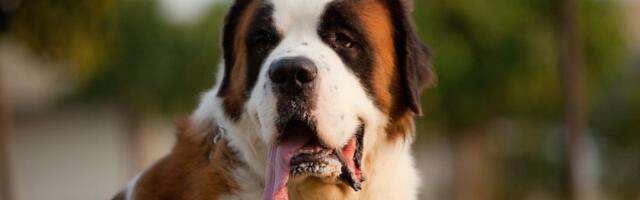 Štene odbranilo kuću od lopova: Pobegli glavom bez obzira - snimak zapalio mreže (VIDEO)