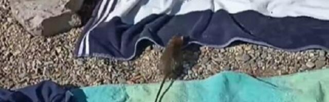 Prizor sa CG plaže: PACOV traumira turiste (VIDEO)