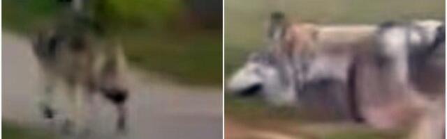 GRAD OD 3.000 STANOVNIKA POD OPSADOM VUKOVA! Šetaju ulicama, viđeni u školskom dvorištu, ljudi i deca se plaše da izađu napolje! Objavljeni snimci (FOTO/VIDEO)