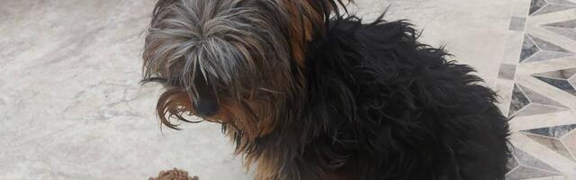 Unuci ga izgustirali pa završio u žbunju: Jorki izbačen, jer je dosadio deci, otkupljen i spasen od smrzavanja