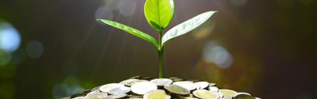 Ako je imate u kući, nećete znati šta ćete sa parama: 5 ključnih koraka da vam drvo novca cveta