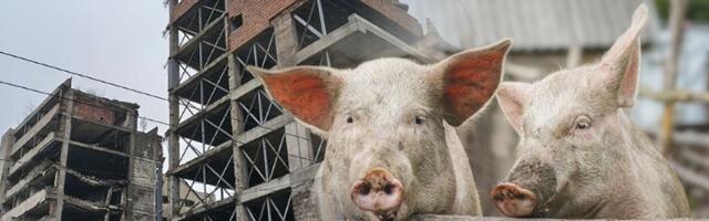 Da li Generalštabu PRETI Tenisov scenario?