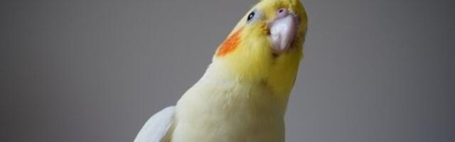 Retki papagaj počinje da se razmnožava nakon 4 godine: Evo kada se očekuju mladunci