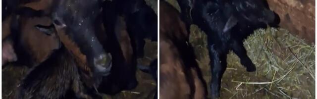 Mašala! Domaćin iz okoline Tutina ostao zapanjen prizorom u štali: Prvi put u životu video ovakvo čudo! (VIDEO)