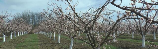 Nema mesta za paniku: Stručnjak ima ohrabrujuću prognozu za srpske voćare