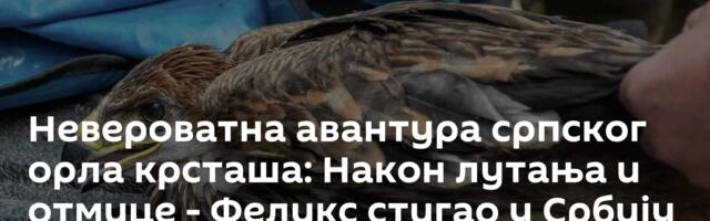 Невероватна авантура српског орла крсташа: Након лутања и отмице - Феликс стигао у Србију