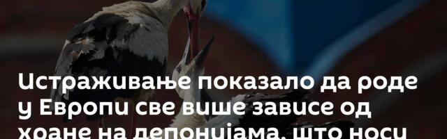 Истраживање показало да роде у Европи све више зависе од хране на депонијама, што носи ризике