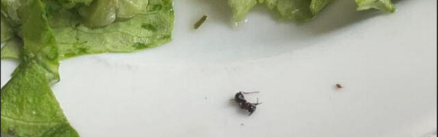 Omladina NPS: Srednjoškolci se žale na uslove i stanje učeničkog doma u Nišu