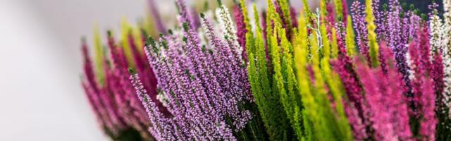 Ova savršena zimska biljka cveta i u decembru: Krasi terase svojom bojom čak i kada pada sneg