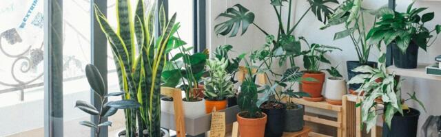 Tiha opasnost u stanu: Biljke koje zimi nikako ne treba držati u domu - upozorava botaničar