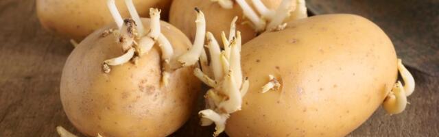 Da li je bezbedno jesti krompir koji je proklijao? Odgovor će vas iznenaditi