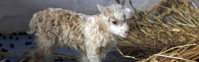 Оставио животиње у туђем ауту уз дирљиву поруку извињења