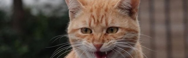 Da li ste znali? Ugriz mačke vodi u depresiju