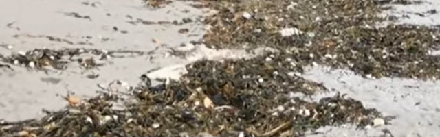 Za masovan pomor morskog sveta na Kamčatki krive otrovne alge, a ne čovek