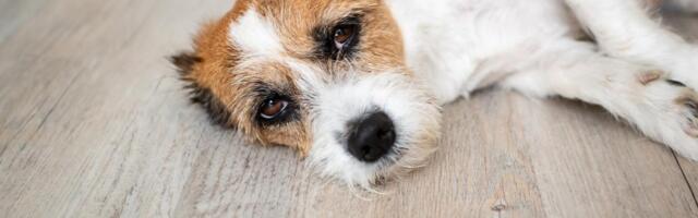 Demencija kod pasa je češća nego što mislite: Ovo su prvi znaci "psećeg Alchajmera" koje vlasnici ignorišu