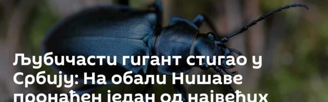 Љубичасти гигант стигао у Србију: На обали Нишаве пронађен један од највећих инсеката Европе