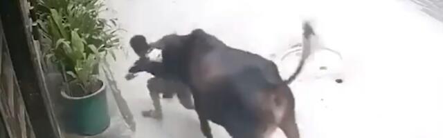 (UZNEMIRUJUĆI VIDEO) RAZJARENA KRAVA IZUVA IZ PAPUČA I UBADA DEČAKA ROGOVIMA! Pridružila joj se još jedna BESNA životinja, a onda je usledila prava BORBA!