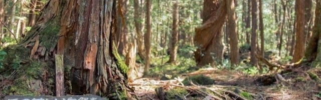 Famozna šuma koja pri poseti tera ljude da izvrše samoubistvo! (FOTO)