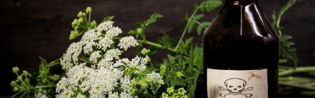 Najotrovnija biljka 2023 - PERŠUN: Zašto?