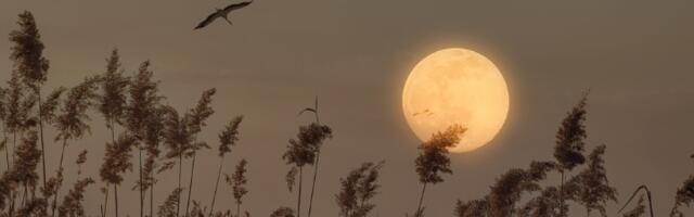 Stiže pun Mesec u Raku! 13. januara se menja život 4 znaka