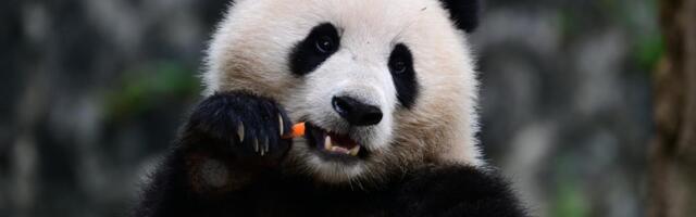 "BUDITE UVERENI, PRIJATELJI, NOVE DŽINOVSKE PANDE ĆE STIĆI" Obećanje kineske ambasade u Pariza nakon odlaska para koji je privukao milione posetilaca zoo vrta