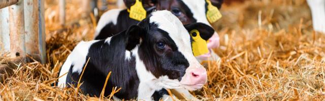 Šampioni stočarstva: Srbija izvozi 40.000 grla - evo koje rase donose najbolju zaradu