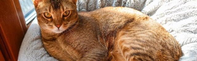 Zašto mačka ne treba nikada da bude sama u kući? Ovo je maksmalno vreme, a razlog je ogroman