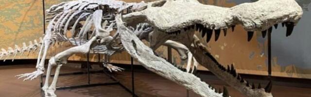 Ovaj krokodil je bio ubica dinosaursa: Veliki je kao autobus, a nekada bio jedan od najopasnijih grabljivaca