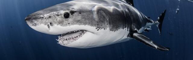 Naučnici upozoravaju: tragovi kokaina pronađeni u ajkulama – šta se zapravo dešava u morima?