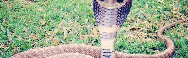 U gradiću u Francuskoj panika zbog otrovne kobre: Zatvoreni škola, groblje, parkovi...